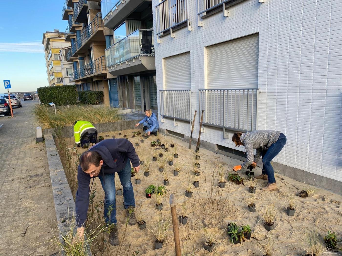 Na het uitbreken, zand invoeren, is het tijd om te planten!