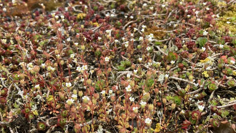 extensief groendak detail